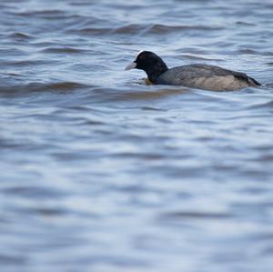 Common Coot