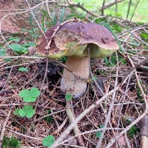 King Bolete