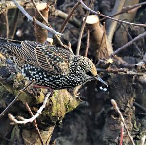 Common Starling