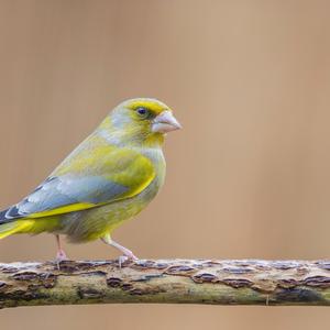 European Greenfinch