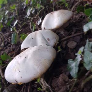 Yellow-foot Agaric