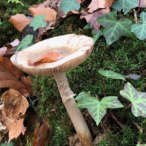 Agaricus impudicus