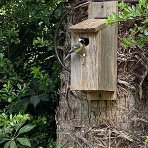 Great Tit