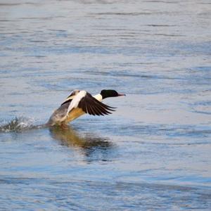 Common Merganser