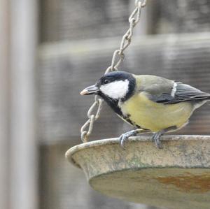 Great Tit