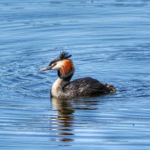 Great Crested Grebe