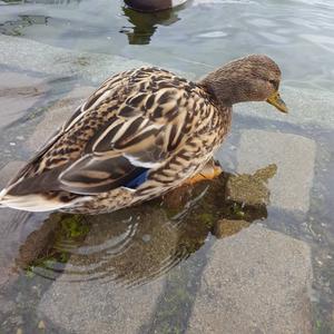 Mallard