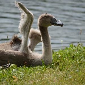 Höckerschwan