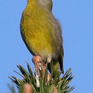 European Greenfinch