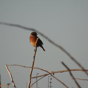 European stonechat