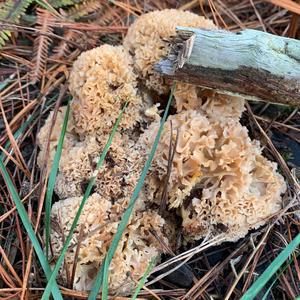 Eastern Cauliflower Mushroom