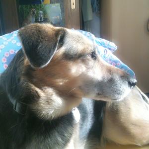 Unknown Breed