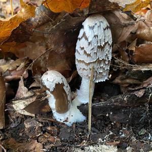 Magpie Ink-cap