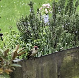 Eurasian Green Woodpecker