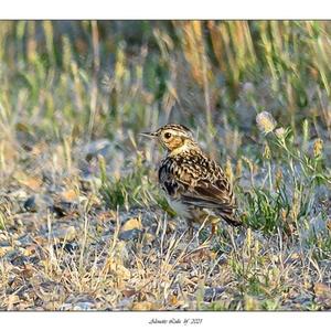 Wood Lark