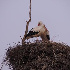 White Stork