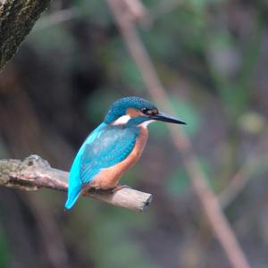 Common Kingfisher