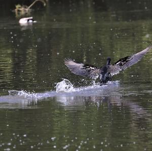 Great Cormorant