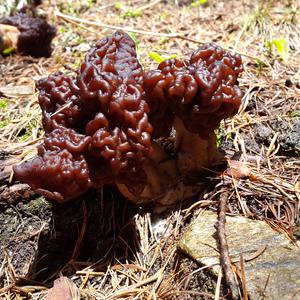 Conifer False Morel