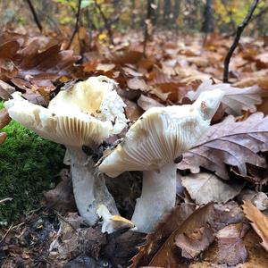 Yellow-ochre Russula