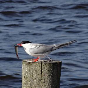 Common Tern