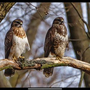 Common Buzzard