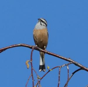 Rock Bunting