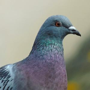 Rock Pigeon