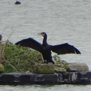 Great Cormorant