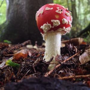 Fly Agaric