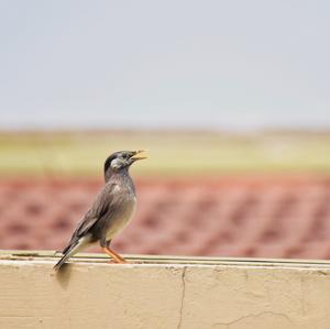 White-cheeked Starling