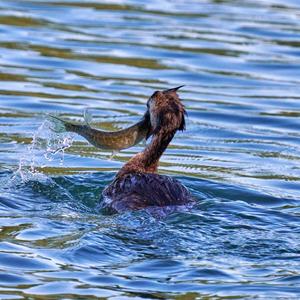 Great Crested Grebe