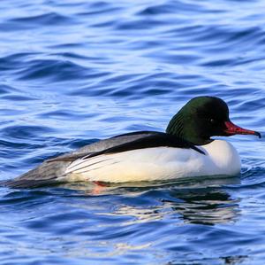 Common Merganser