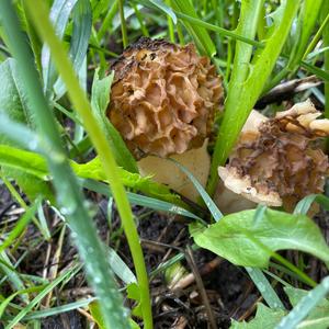 Yellow Morel