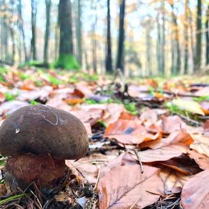 Dotted-stem Bolete