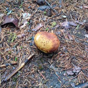 King Bolete