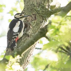 Great Spotted Woodpecker