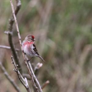 Common Redpoll