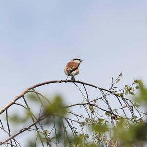 Red-backed Shrike