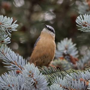 Wood Nuthatch