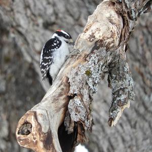 Downy Woodpecker