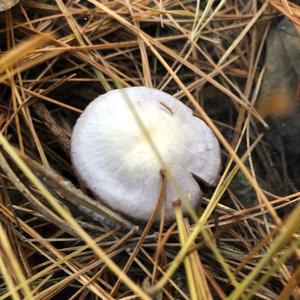 Amethyst Deceiver