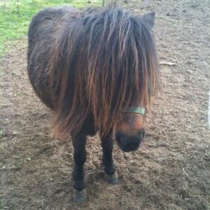 Shetland Pony