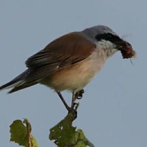 Red-backed Shrike