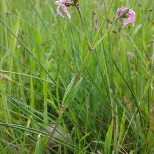 Ragged-Robin