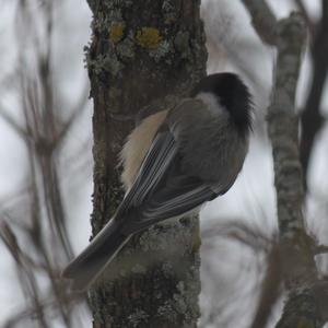 Black-capped Chickadee