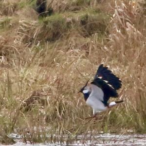 Northern Lapwing