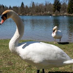 Mute Swan