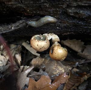 Stump Puffball