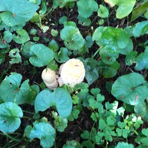 Fly Agaric